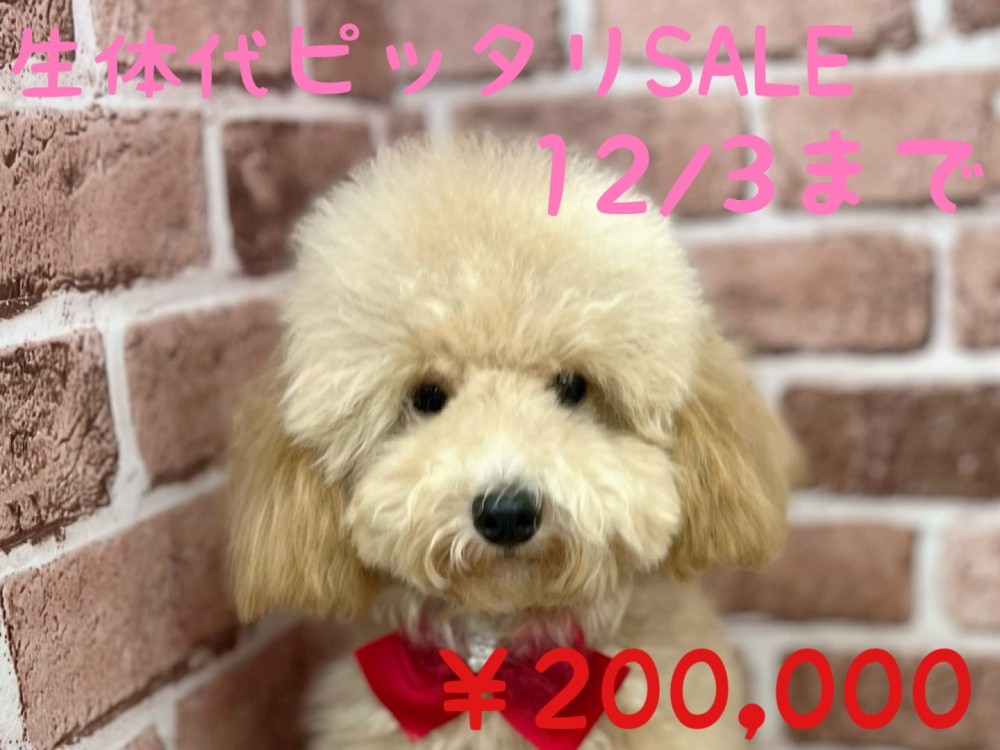 香川県のトイプードル (アミーゴ高松店/2023年4月12日生まれ/女の子/アプリコット)の子犬