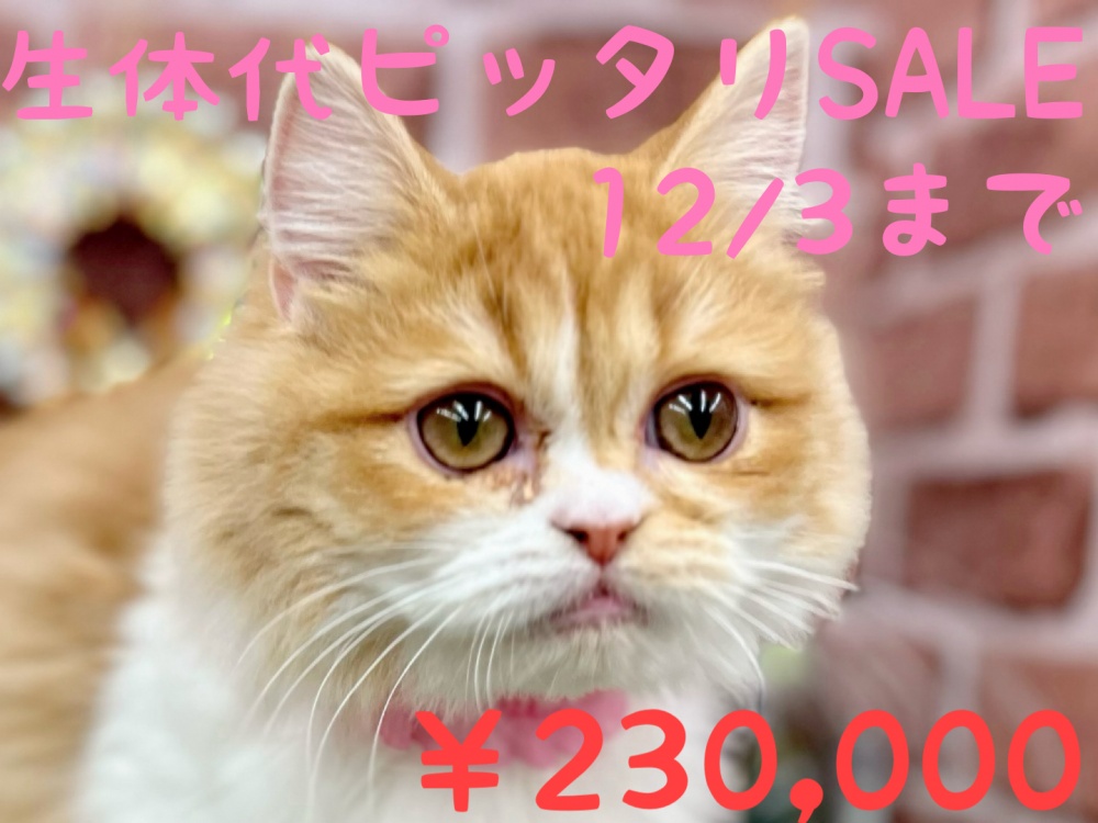 香川県のミヌエット (アミーゴ高松店/2023年5月14日生まれ/女の子/レッドタビーホワイト)の子猫