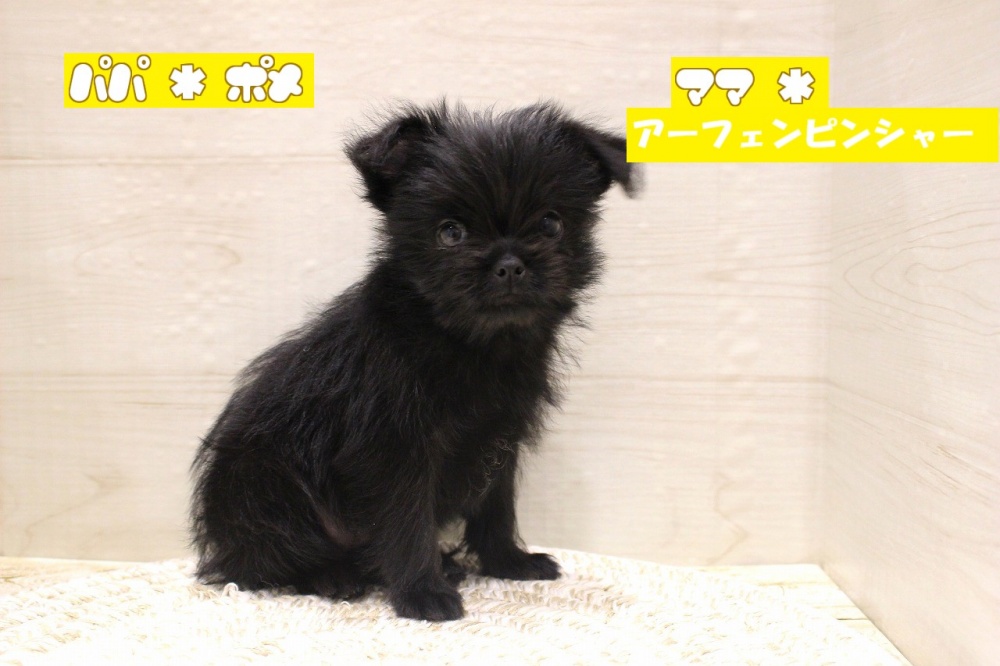 兵庫県のハーフ犬 (アミーゴつかしん店/2023年9月10日生まれ/女の子/ブラック(黒))の子犬