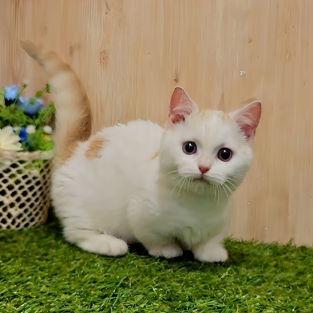 茨城県のマンチカン (アミーゴ神栖店/2023年8月25日生まれ/男の子/クリームタビーホワイト)の子猫