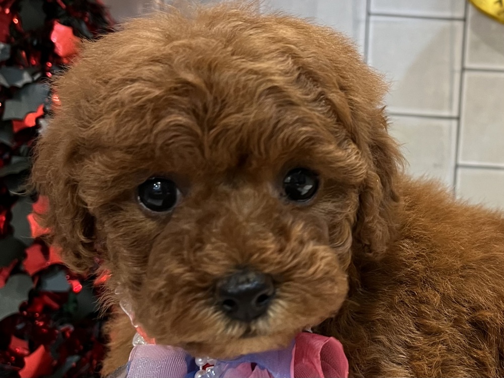 香川県のトイプードル (アミーゴ丸亀店/2023年10月1日生まれ/女の子/レッドフォーン)の子犬