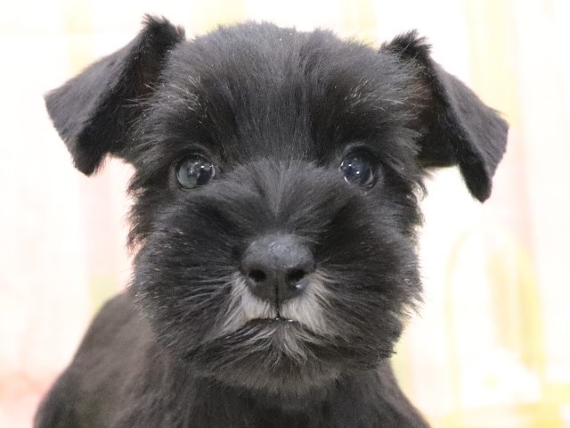 大阪府のミニチュアシュナウザー (アミーゴ鳳店/2023年10月2日生まれ/女の子/ブラックシルバー)の子犬