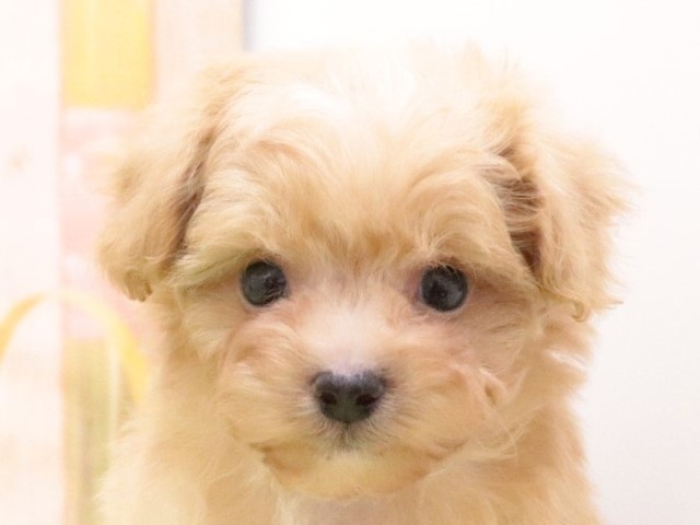 大阪府のハーフ犬 (アミーゴ鳳店/2023年10月8日生まれ/男の子/アプリコット)の子犬