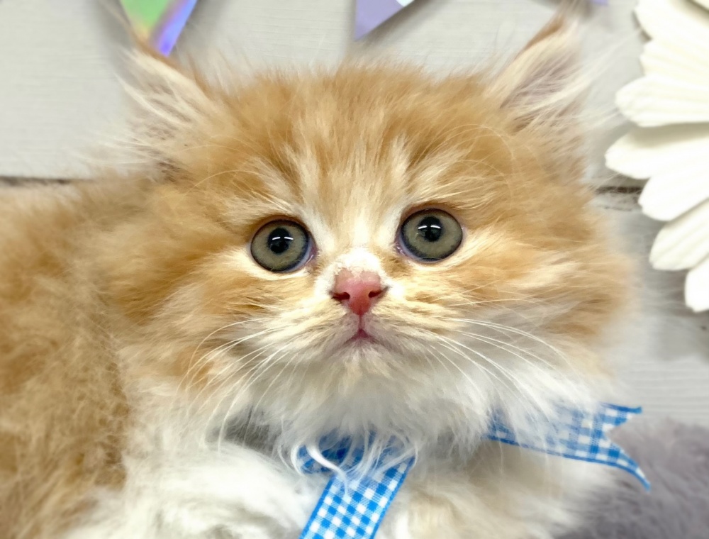 香川県のラガマフィン (アミーゴ屋島店/2023年9月29日生まれ/男の子/レッドマッカレルタビーホワイト)の子猫