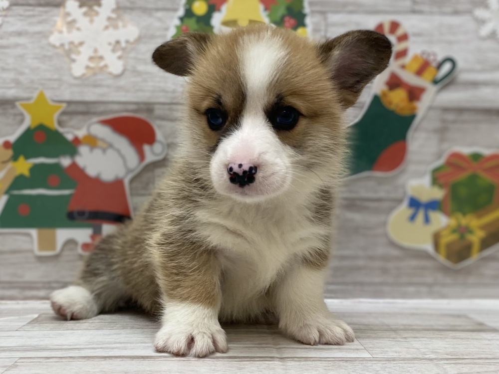 宮城県のウェルシュコーギーペンブローク (アミーゴ多賀城店/2023年9月7日生まれ/男の子/レッドホワイト)の子犬