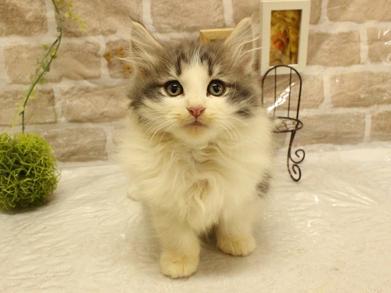 兵庫県のノルウェージャンフォレストキャット (アミーゴ加古川店/2023年9月26日生まれ/男の子/ブルータビーホワイト)の子猫