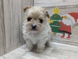 岩手県のハーフ犬 (アミーゴ一関店/2023年9月12日生まれ/男の子/クリーム)の子犬