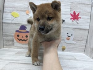 岩手県の柴犬 (アミーゴ一関店/2023年8月29日生まれ/男の子/レッド(赤))の子犬