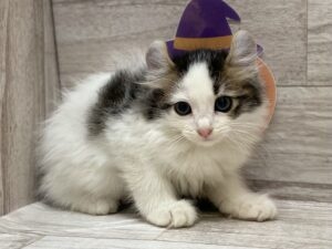 岩手県のアメリカンカール (アミーゴ一関店/2023年8月10日生まれ/男の子/ブラウンタビーホワイト)の子猫