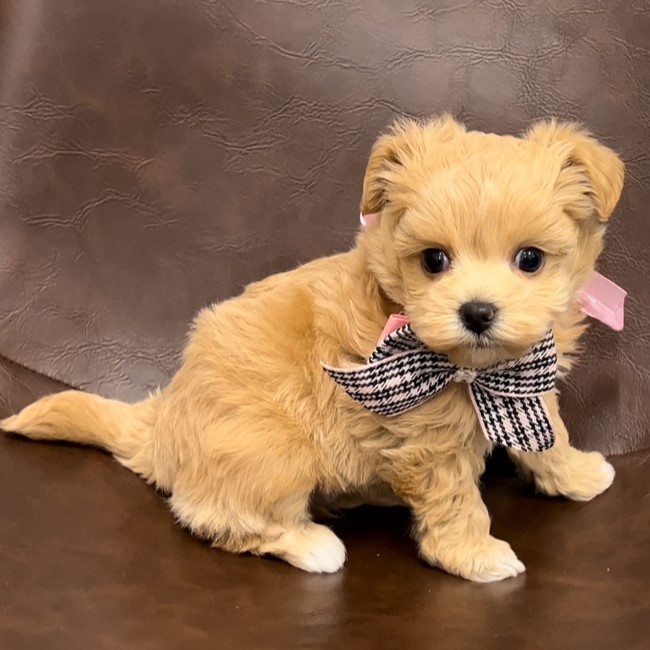 福井県のハーフ犬 (アミーゴ福井店/2023年10月1日生まれ/女の子/クリーム)の子犬