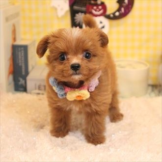 福井県のハーフ犬 (アミーゴ福井店/2023年7月19日生まれ/女の子/レッドホワイト)の子犬