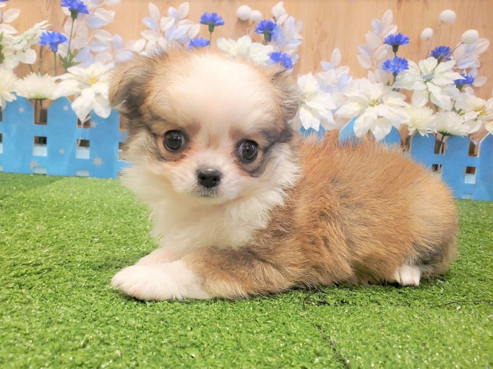 チワワの詳細情報 ペットを探す ペットワールド アミーゴ