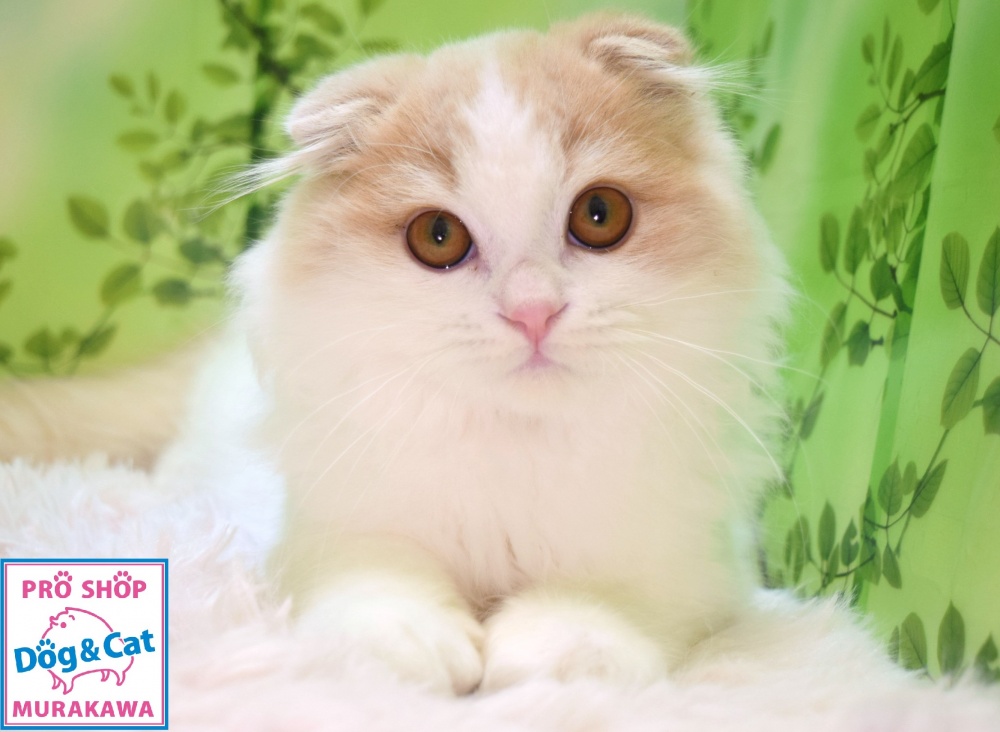 広島県のスコティッシュフォールド (アミーゴ温品店/2023年11月12日生まれ/男の子/クリームタビーホワイト)の子猫