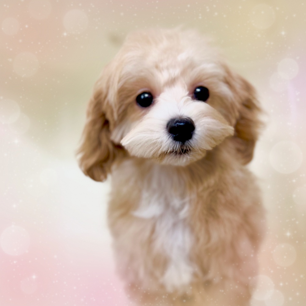 岡山県のハーフ犬 (アミーゴ中庄店/2023年9月13日生まれ/女の子/クリーム)の子犬