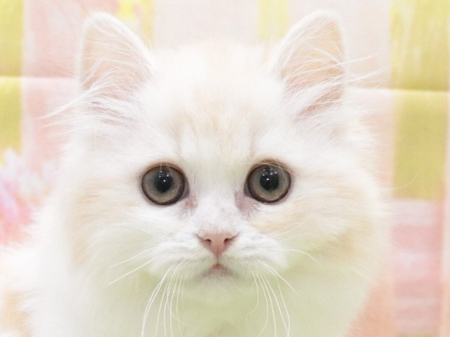 大阪府のスコティッシュフォールド (アミーゴ鳳店/2023年11月9日生まれ/女の子/レッドタビーホワイト)の子猫