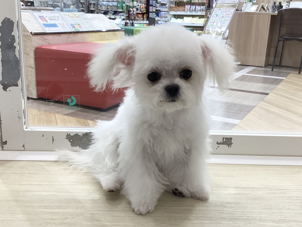 岡山県のハーフ犬 (アミーゴ妹尾店/2023年12月3日生まれ/女の子/クリーム)の子犬