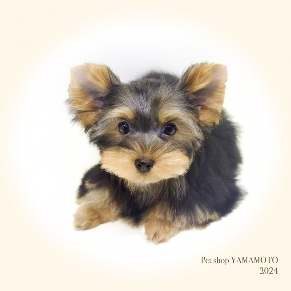 岡山県のヨークシャーテリア (アミーゴ大安寺店/2023年11月21日生まれ/女の子/スチールブルータン)の子犬