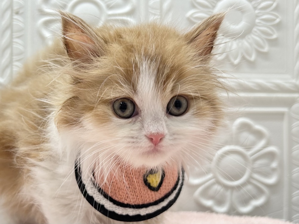 岡山県のラガマフィン (アミーゴ岡南店/2023年12月11日生まれ/男の子/レッドタビーホワイト)の子猫