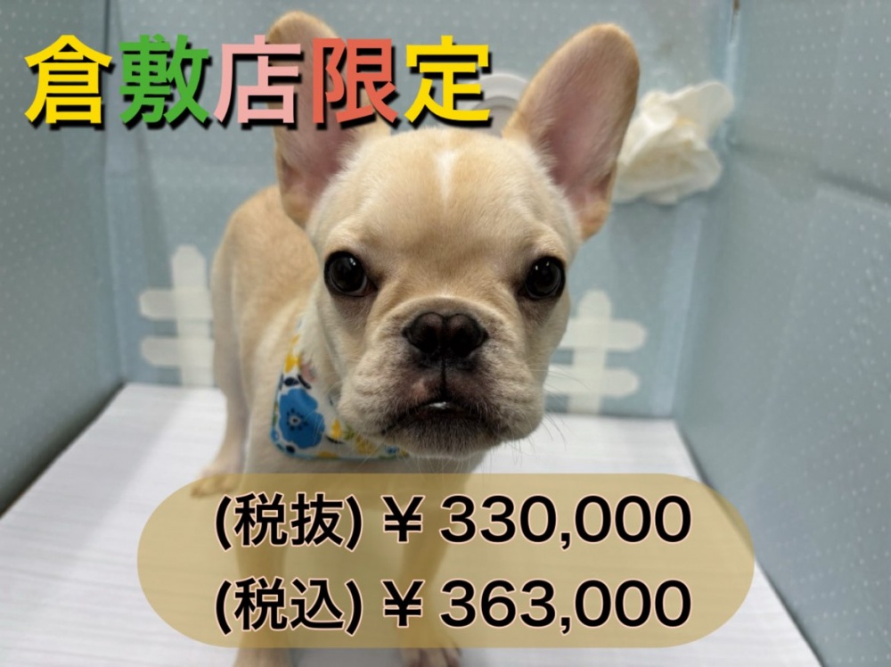岡山県のフレンチブルドッグ (アミーゴ倉敷店/2023年12月7日生まれ/男の子/クリーム)の子犬
