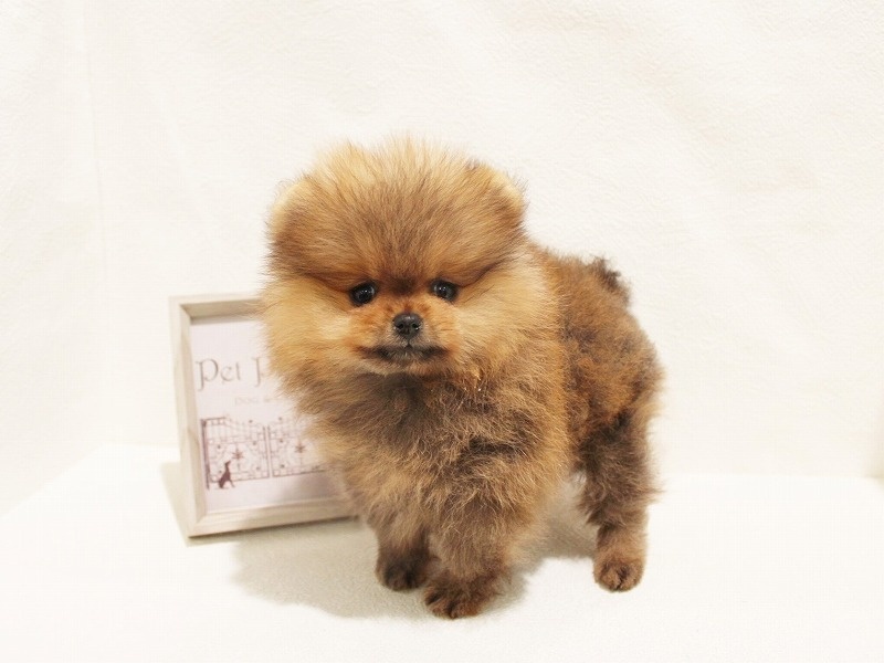 兵庫県のポメラニアン (アミーゴ神戸灘店/2023年12月12日生まれ/女の子/オレンジ)の子犬