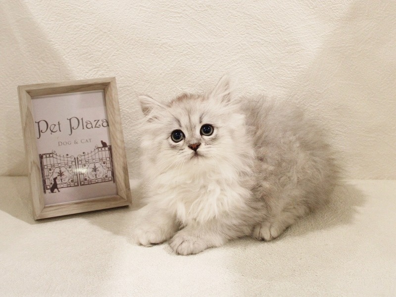 兵庫県のペルシャ (アミーゴ神戸灘店/2023年12月15日生まれ/男の子/チンチラシルバー)の子猫