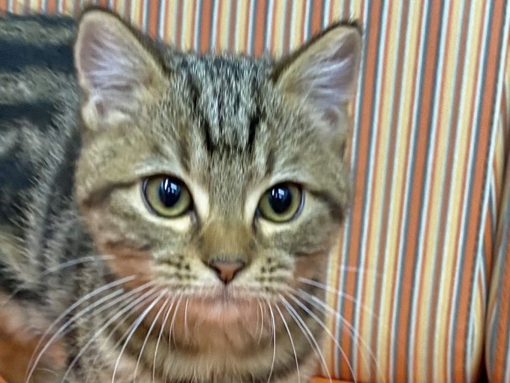 和歌山県のアメリカンショートヘアー (アミーゴ和歌山太田店/2023年12月18日生まれ/女の子/ブラウンタビー)の子猫