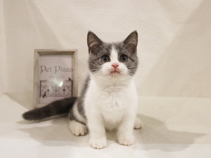 兵庫県のブリティッシュショートヘアー (アミーゴ神戸灘店/2023年12月20日生まれ/男の子/ブルーホワイト)の子猫