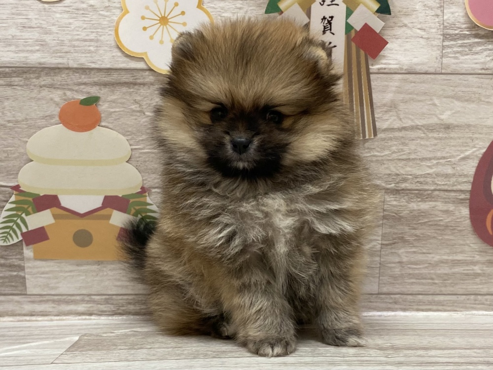 秋田県のポメラニアン (アミーゴ横手店/2023年11月29日生まれ/女の子/オレンジセーブル)の子犬