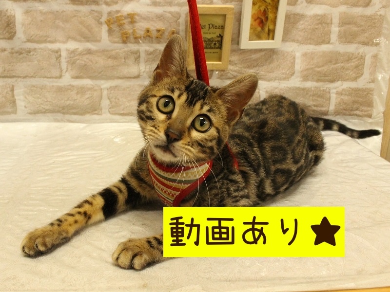 兵庫県のベンガル (アミーゴ加古川店/2023年12月23日生まれ/女の子/ブラウンスポットタビー)の子猫