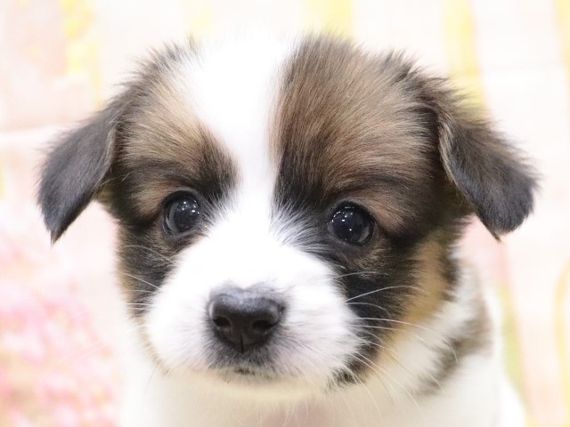 大阪府のパピヨン (アミーゴ鳳店/2023年12月26日生まれ/男の子/ホワイトレッド)の子犬