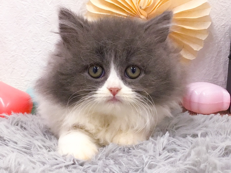 愛知県のブリティッシュロングヘアー (アミーゴ知立店/2023年12月23日生まれ/女の子/ブルーホワイト)の子猫