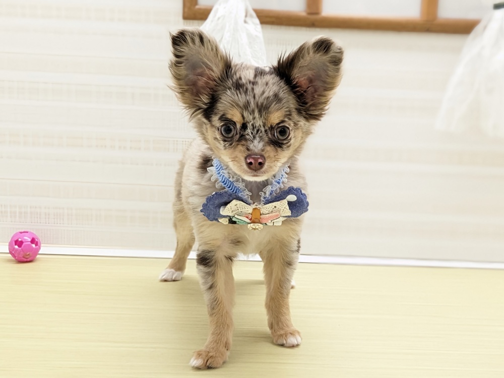 福島県のハーフ犬 (アミーゴ会津若松店/2023年11月24日生まれ/女の子/チョコレートマール)の子犬
