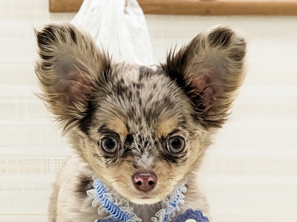2023年11月24日生まれのハーフ犬の2枚目の写真