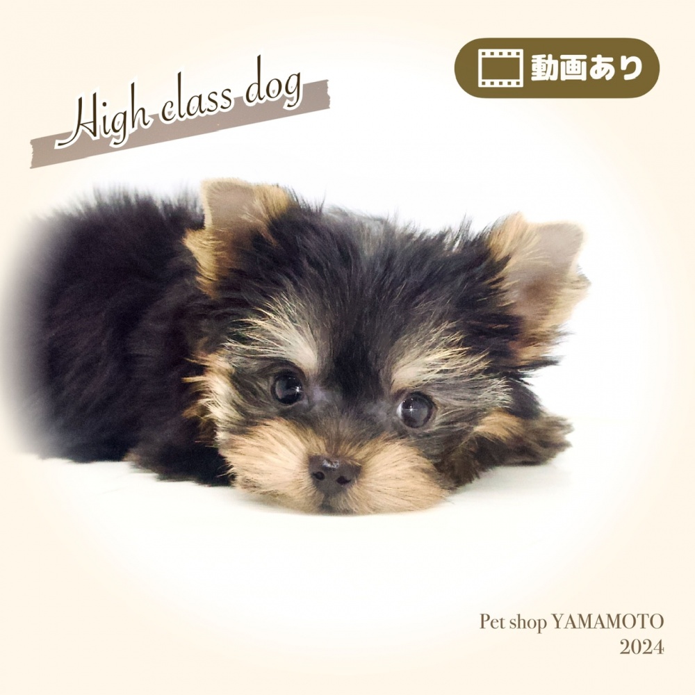 岡山県のヨークシャーテリア (アミーゴ大安寺店/2023年12月28日生まれ/女の子/スチールブルータン)の子犬