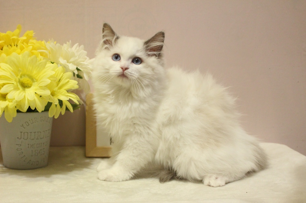 兵庫県のラグドール (アミーゴ魚住店/2023年12月31日生まれ/女の子/ブルーポイントバイカラー)の子猫