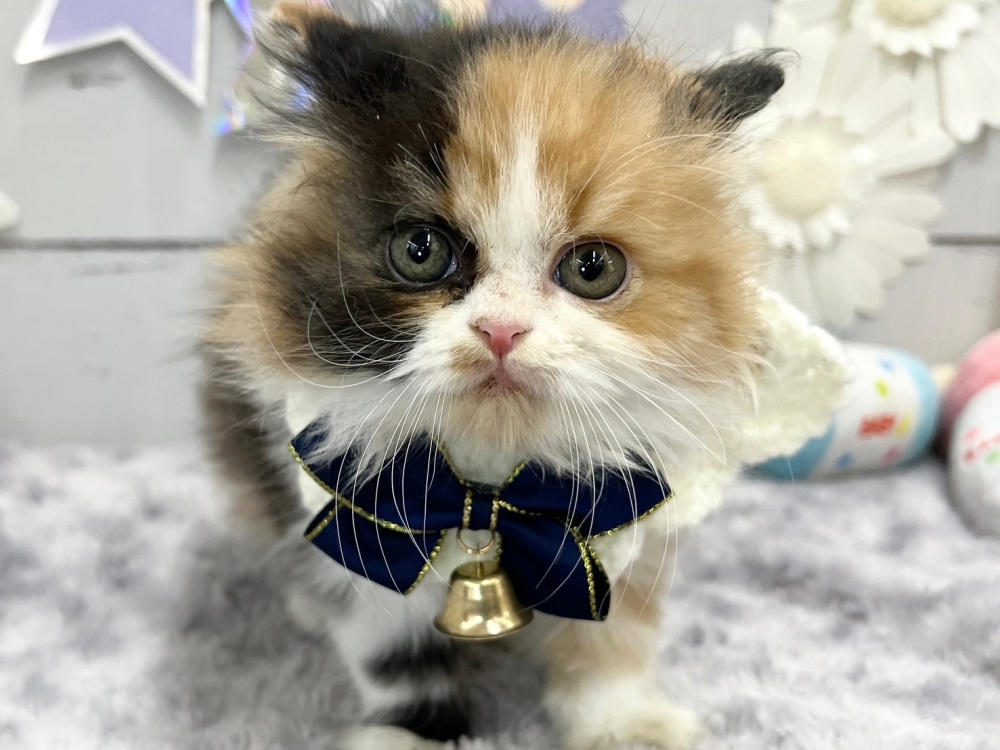 香川県のスコティッシュフォールド (アミーゴ屋島店/2023年12月31日生まれ/女の子/ブラウンパッチドタビーホワイト)の子猫