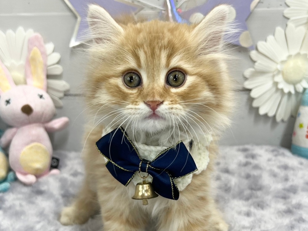 香川県のミヌエット (アミーゴ屋島店/2023年12月27日生まれ/男の子/レッドタビー)の子猫
