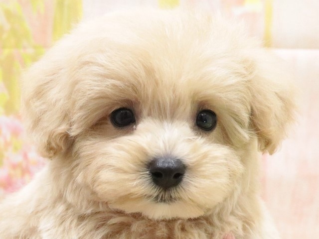 大阪府のハーフ犬 (アミーゴ鳳店/2023年12月30日生まれ/男の子/クリーム)の子犬