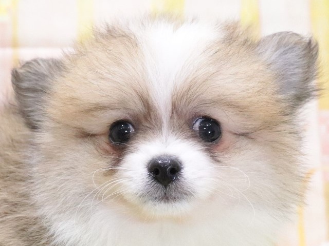 大阪府のハーフ犬 (アミーゴ鳳店/2024年1月4日生まれ/男の子/レッドホワイト)の子犬