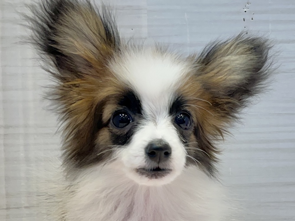 パピヨン子犬生まれました。 - 高知県のその他