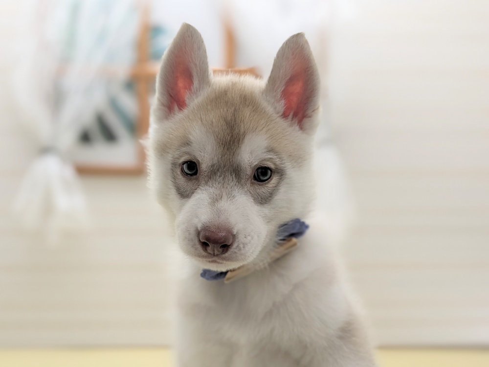 福島県のシベリアンハスキー (アミーゴ会津若松店/2024年1月7日生まれ/男の子/レッドホワイト)の子犬