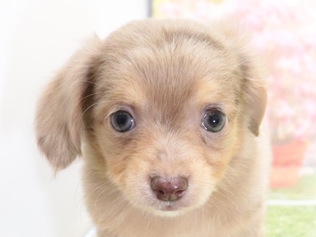 大阪府のハーフ犬 (アミーゴ鳳店/2024年1月9日生まれ/男の子/チョコレートマール)の子犬