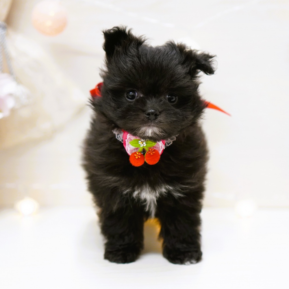 富山県のハーフ犬 (アミーゴ富山山室店/2024年1月9日生まれ/女の子/ブラックホワイト)の子犬