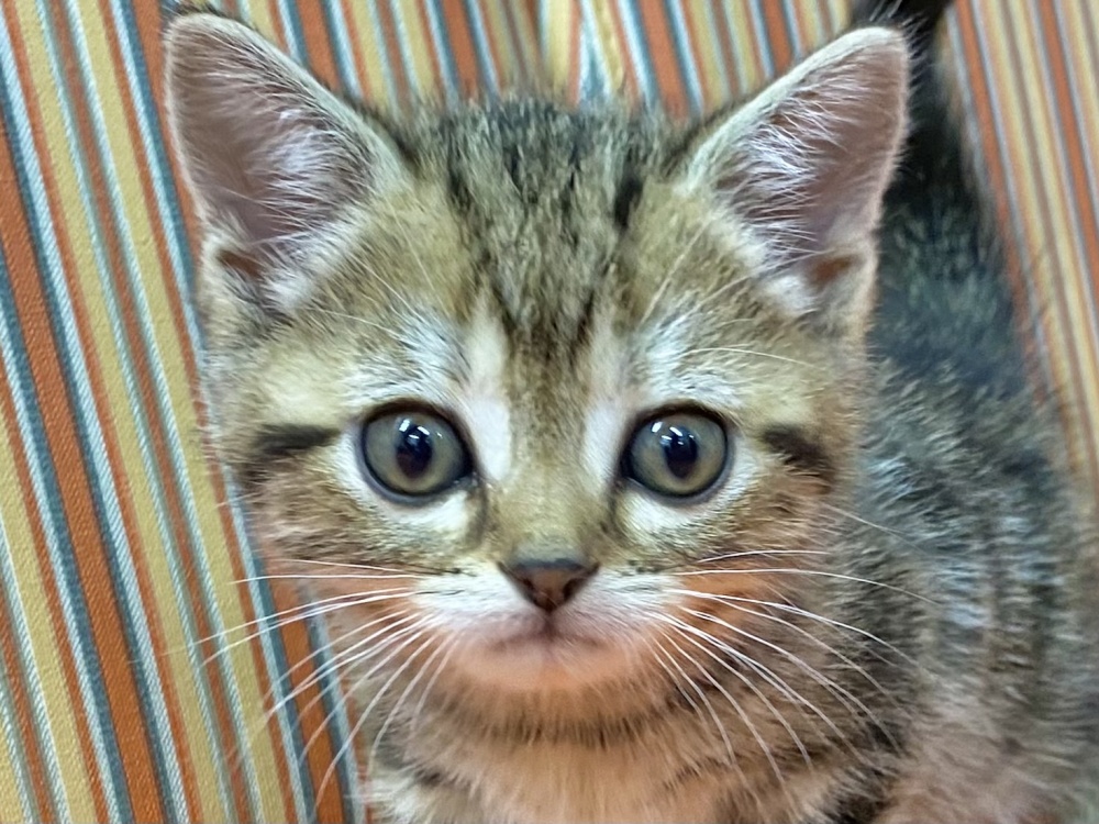 和歌山県のアメリカンショートヘアー (アミーゴ和歌山太田店/2024年1月8日生まれ/女の子/ブラウンタビー)の子猫