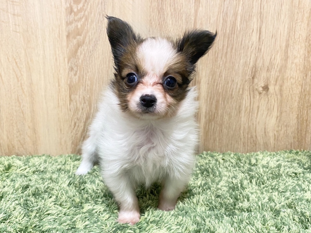 広島県のパピヨン (アミーゴ西条店/2023年11月12日生まれ/女の子/ホワイトブラウン)の子犬