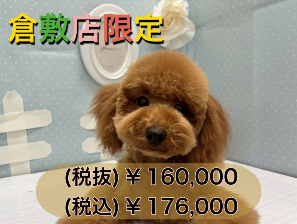 岡山県のトイプードル(トイ) (アミーゴ倉敷店/2024年1月12日生まれ/男の子/レッドフォーン)の子犬