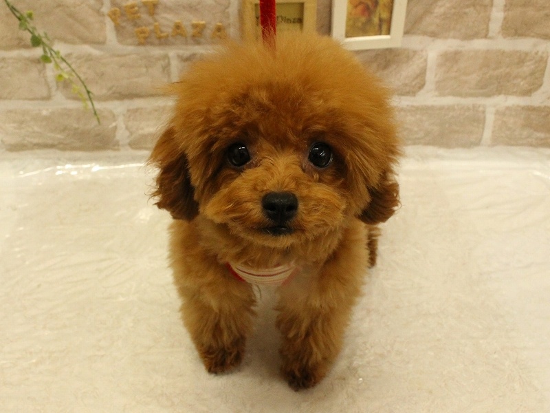 兵庫県のトイプードル(トイ) (アミーゴ加古川店/2024年1月8日生まれ/女の子/レッド)の子犬