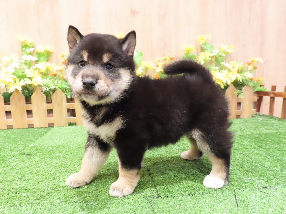 兵庫県の柴犬(標準サイズ) (アミーゴ伊丹店/2024年1月18日生まれ/男の子/黒)の子犬