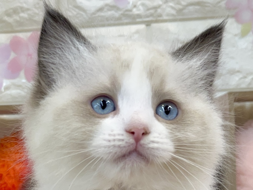 兵庫県のラグドール (アミーゴ姫路花田店/2024年1月15日生まれ/女の子/シールポイントバイカラー)の子猫