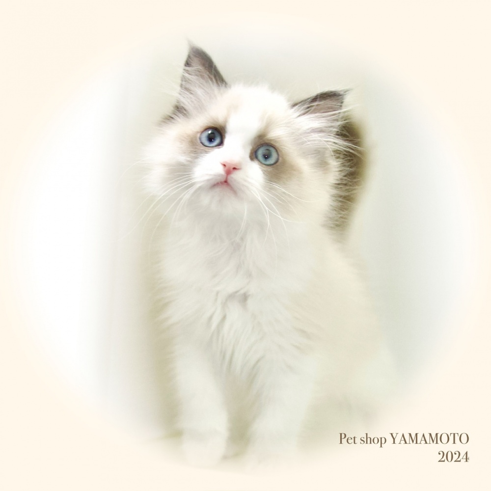 岡山県のラグドール (アミーゴ大安寺店/2023年12月20日生まれ/女の子/シールポイントバイカラー)の子猫